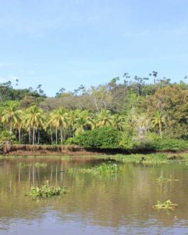 Corcovado National Park Day Tour from Uvita by Bahia Aventuras