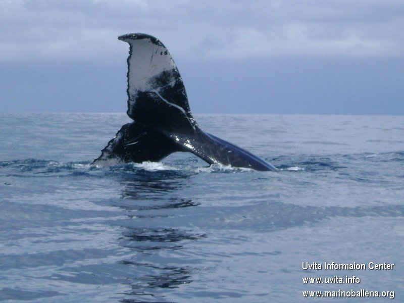 corcovado11