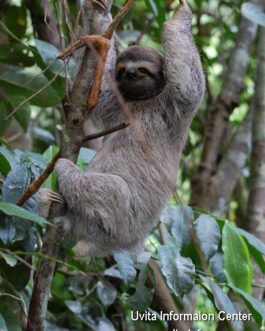 corcovado3