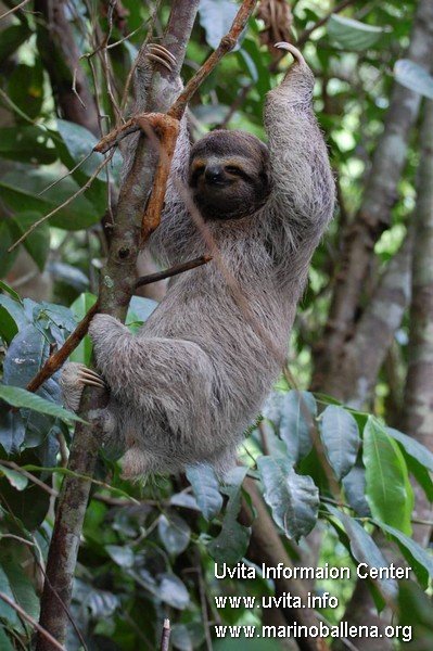 corcovado3
