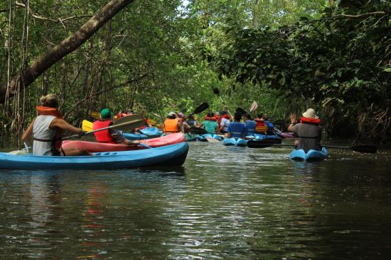 sierpe mangrove tour kayak