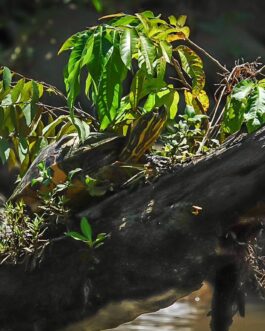 manglar sierpe17