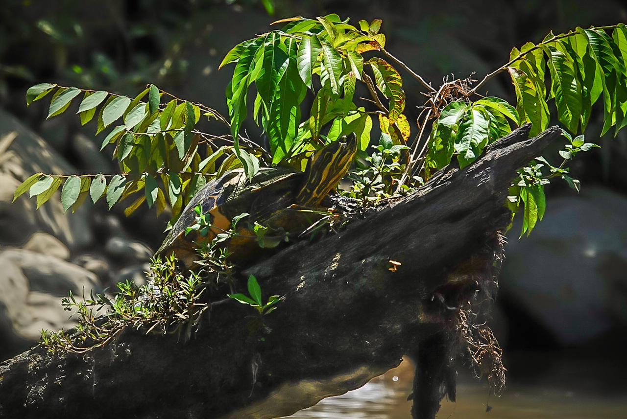 manglar sierpe17