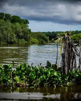 manglar sierpe23