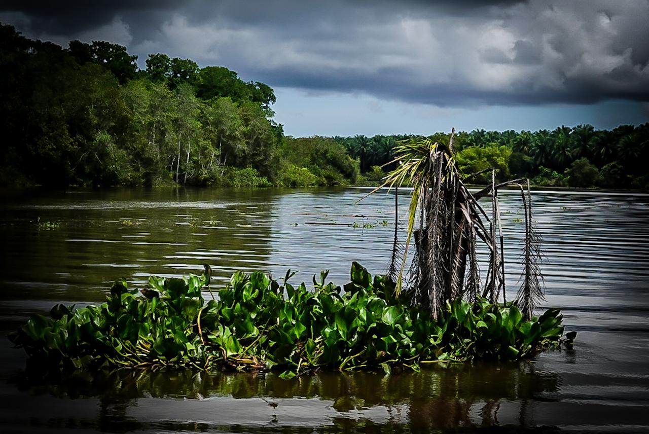 manglar sierpe23