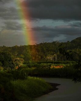 manglar sierpe24