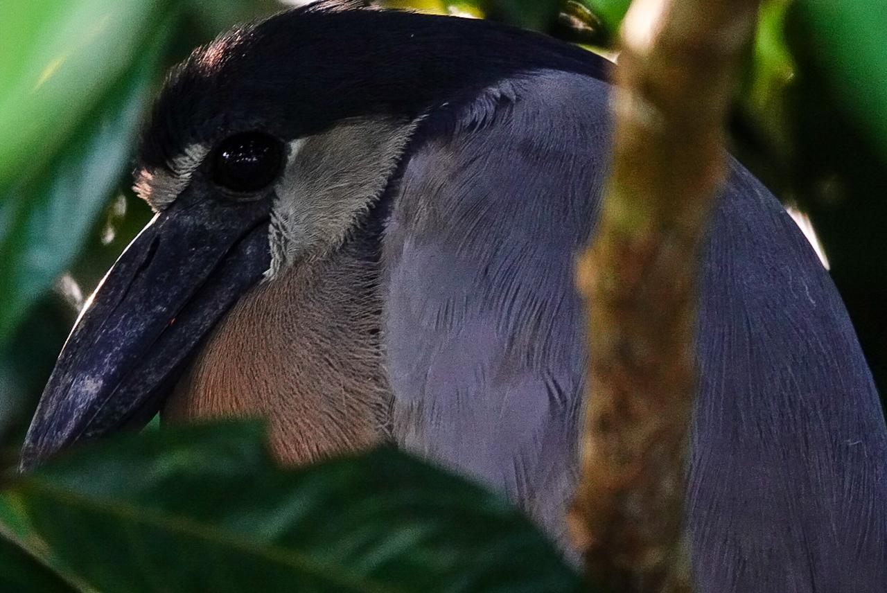 manglar sierpe37