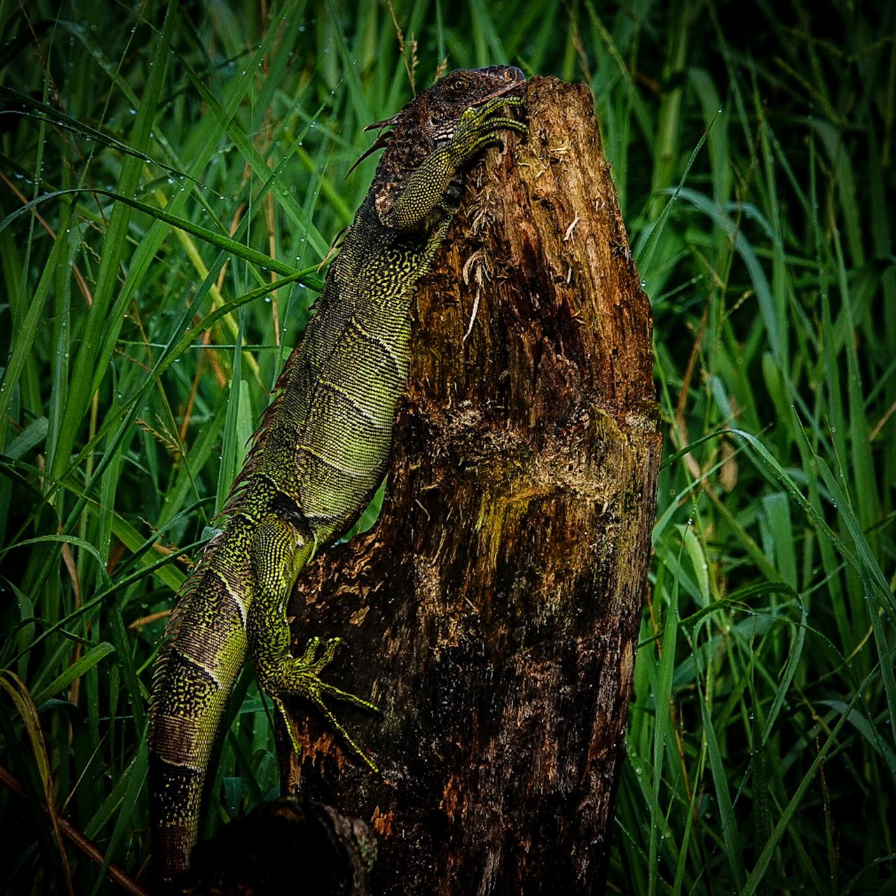 manglar sierpe38