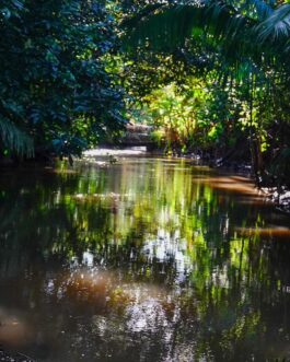 manglar sierpe40