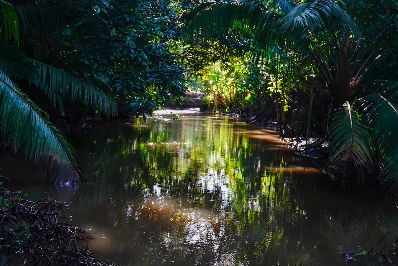 manglar sierpe40