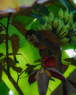 manglar sierpe42