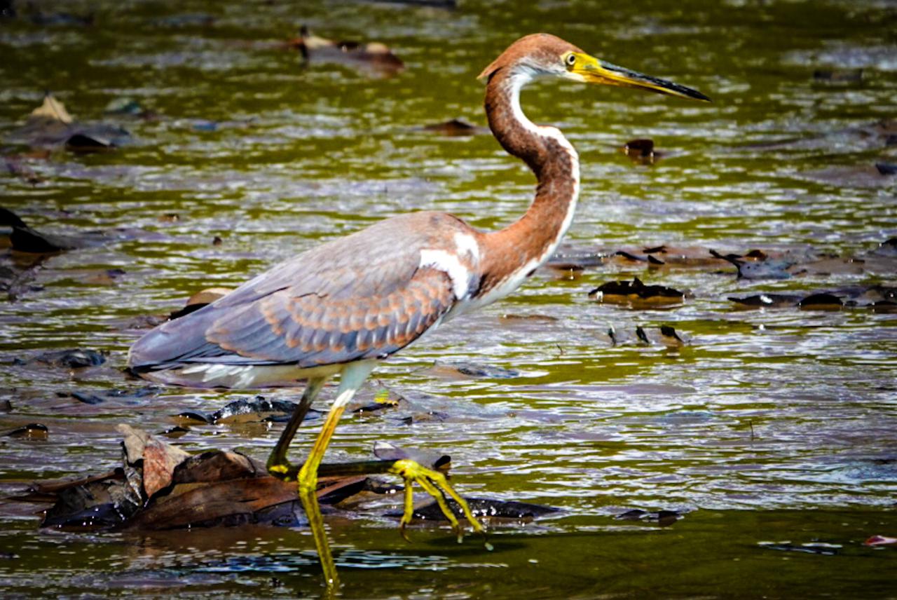 manglar sierpe60