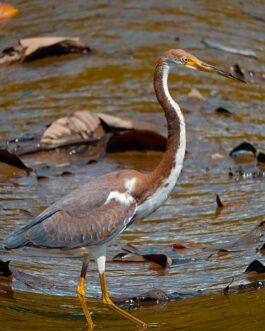 Sierpe Mangrove Boat Tour