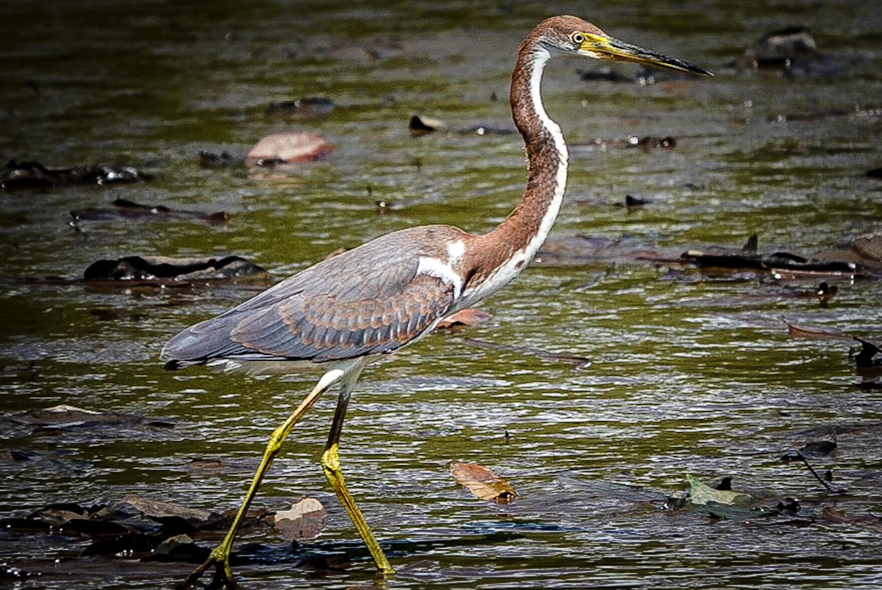 manglar sierpe62