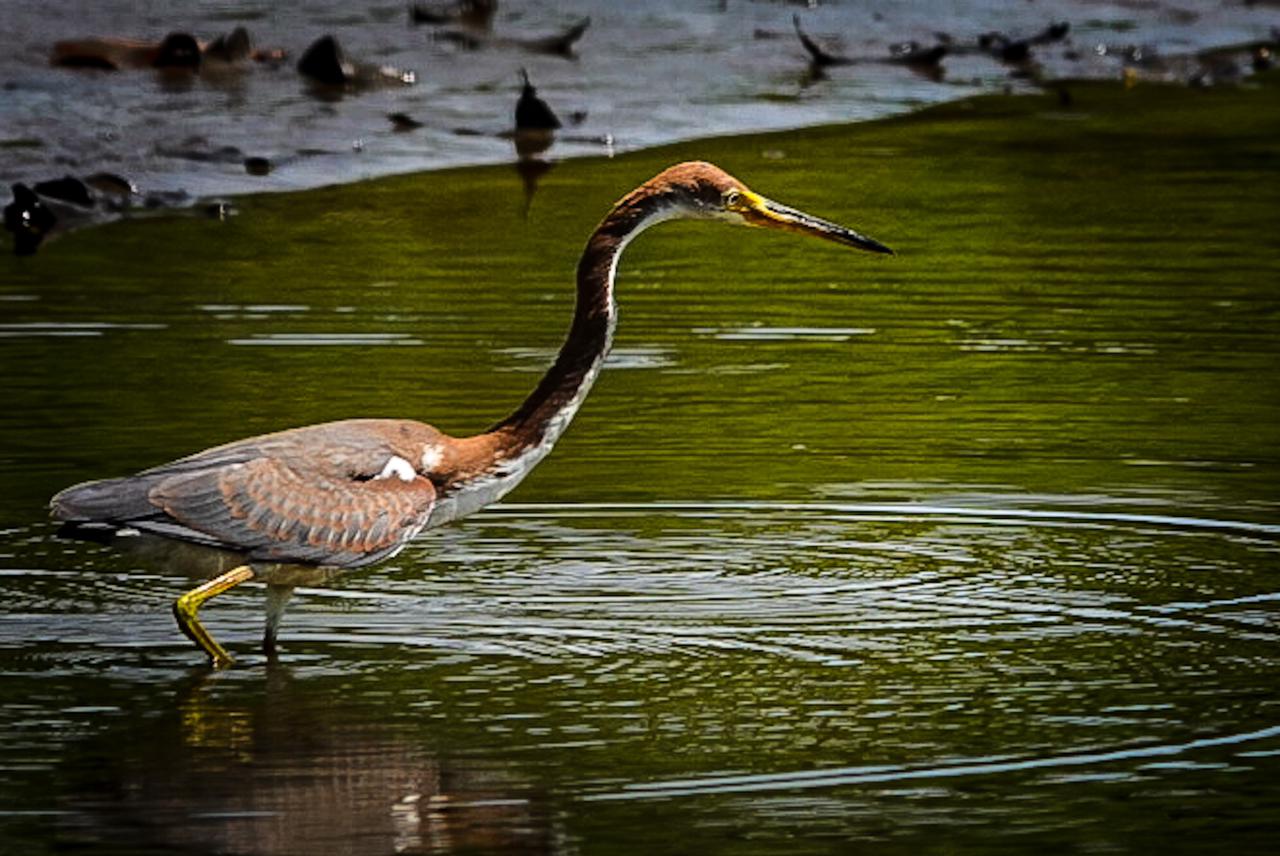 manglar sierpe63