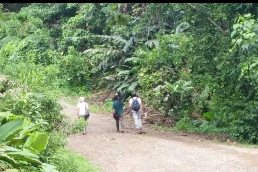 oroverde