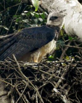 privatebird2