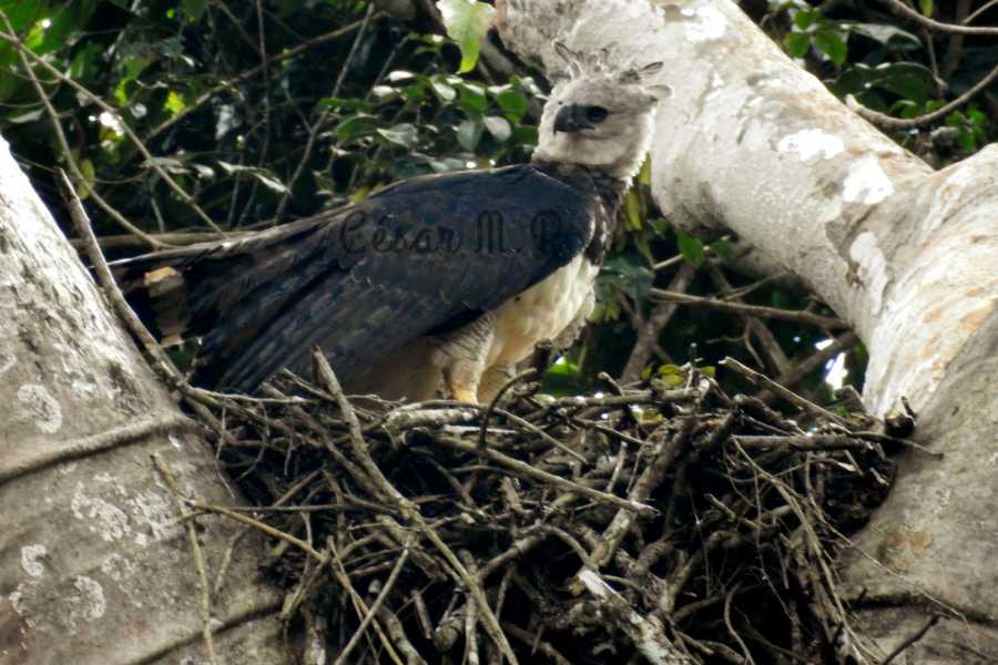 privatebird2