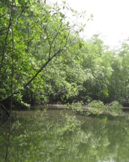 Dominical Mangrove Walk at Hacienda Baru