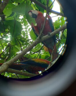 Corcovado day tour from Uvita by Ballena Aventura