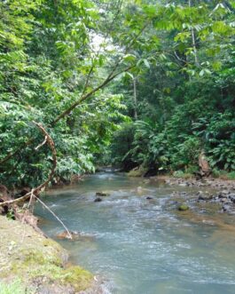 corcovado45