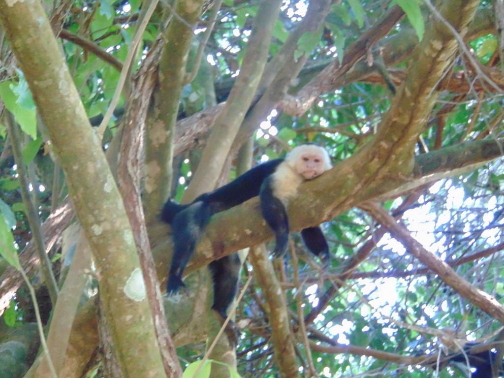 corcovado46