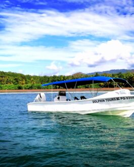 dolphin6