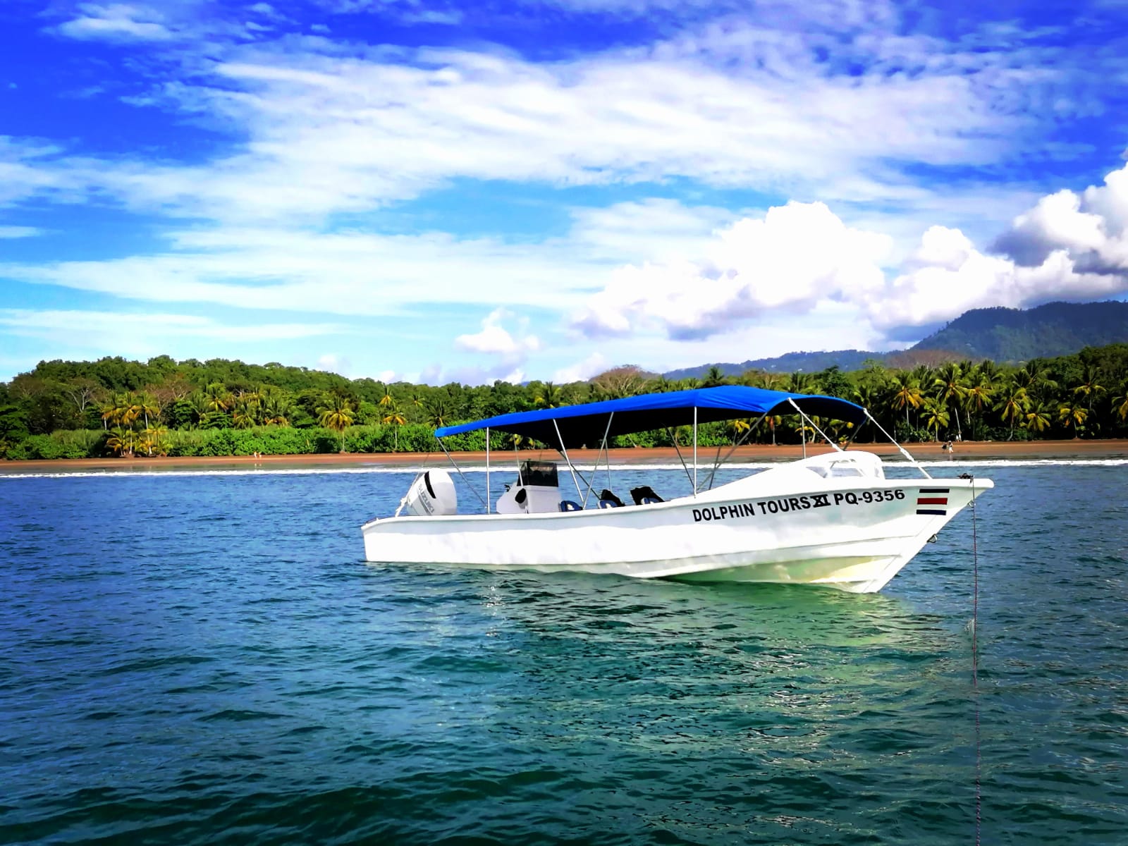 dolphin6