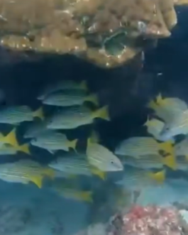 Snorkeling Cano Island by Dolphin Tours