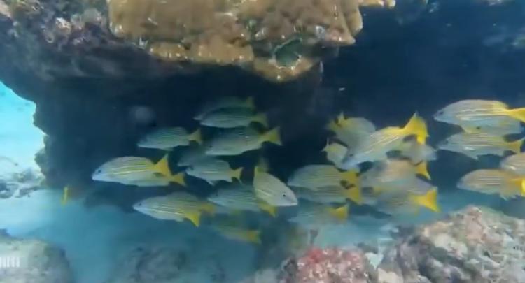 snorkeling