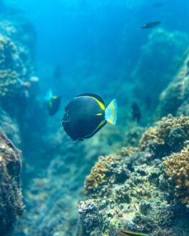 Snorkeling at Caño Island from Uvita  by Pacific Expeditions