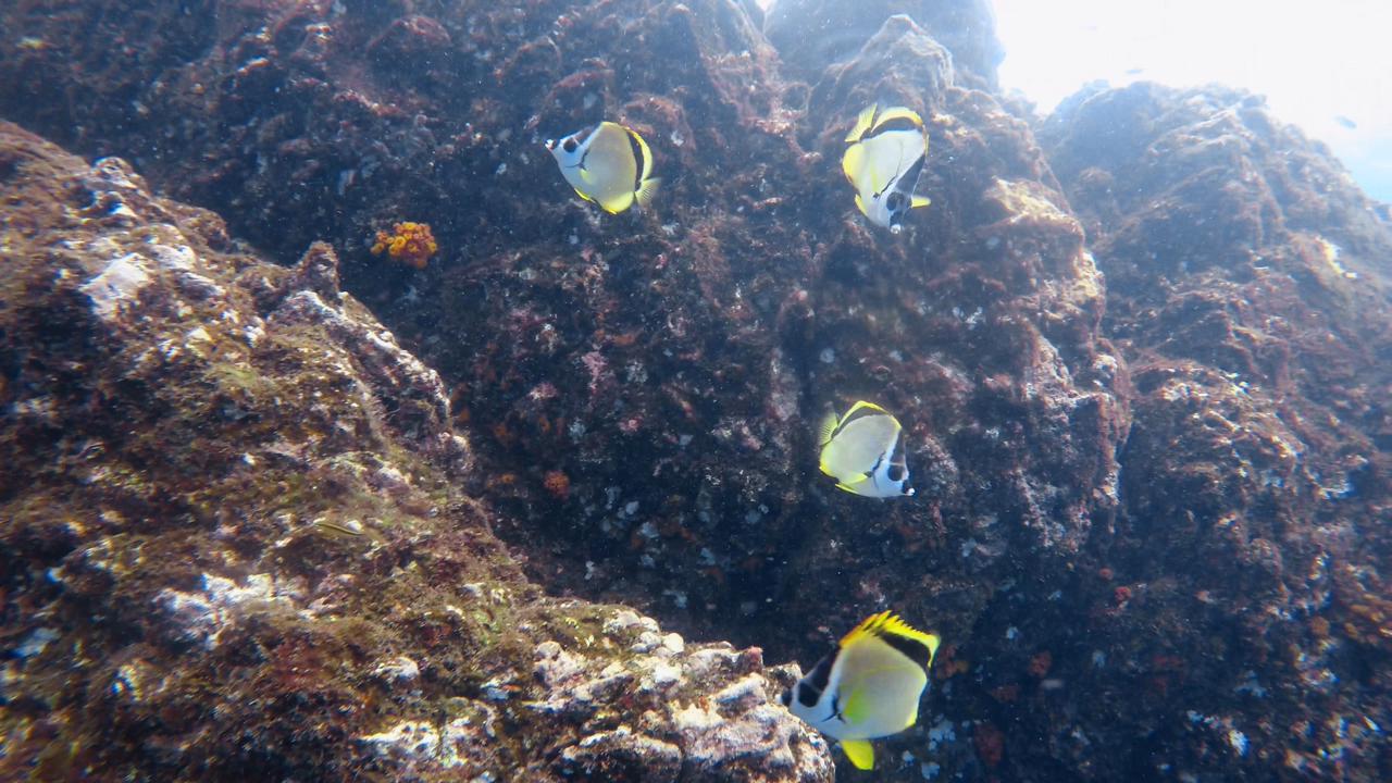 isla19
