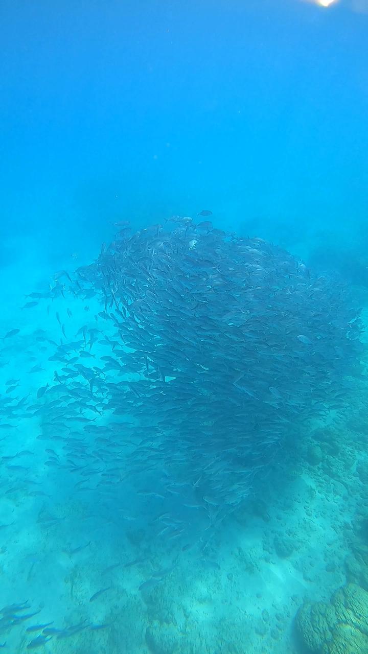 isla23