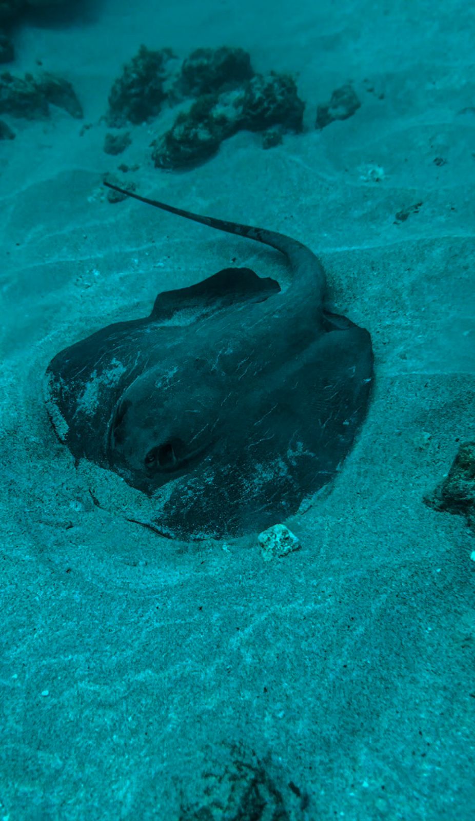 isla8